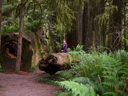 Free A woman sits on a fallen tree surrounded by ferns in a lush forest, capturing tranquility. Stock Photo