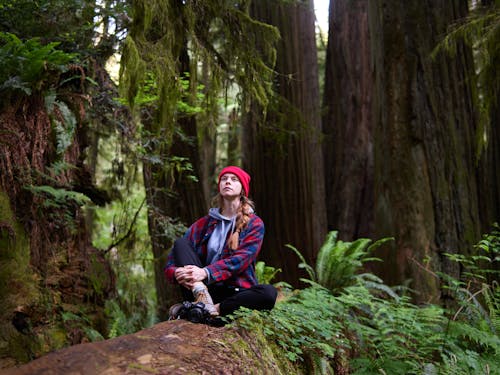 Photos gratuites de arbres, espace extérieur, forêt tropicale