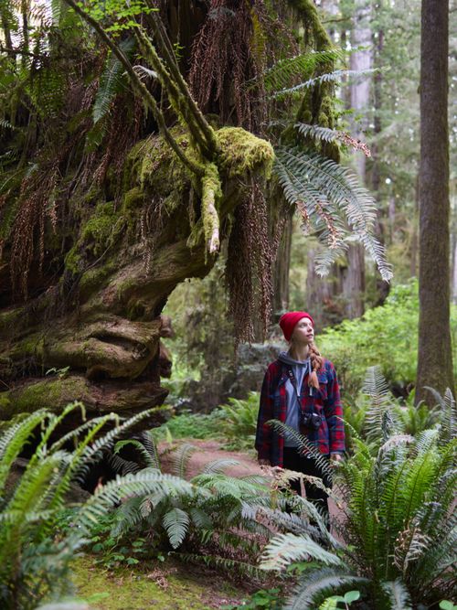 Free A young woman stands amidst ferns and moss in a lush forest setting, embodying the spirit of adventure. Stock Photo