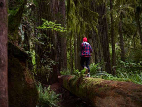 Free A person in a red hat hiking on a fallen log in a vibrant, mossy forest. Stock Photo