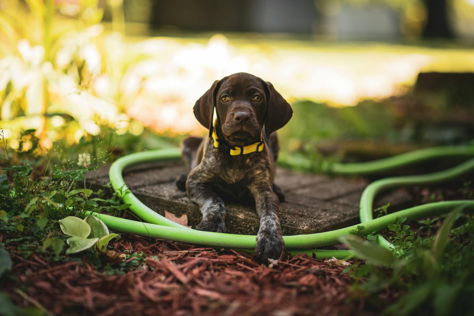 A German Shorthaired Pointer Dog Lying on the Floor