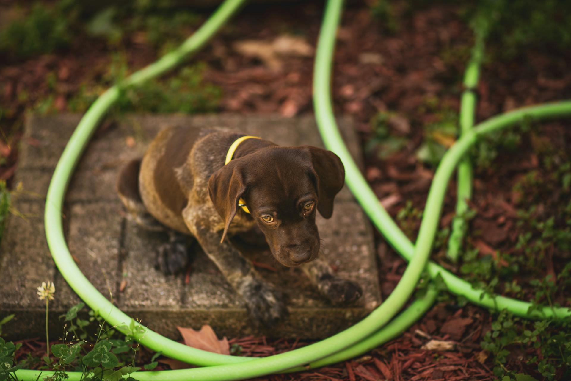 Sick Brown Puppy Sitting on a Stone on Ground