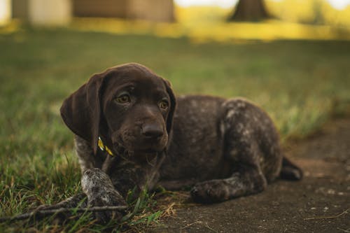 A German Shorthaired Pointer Dog Lying on the Floor Near the Green Grass