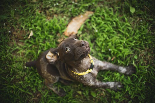 Free Cute Dog Looking Up Stock Photo
