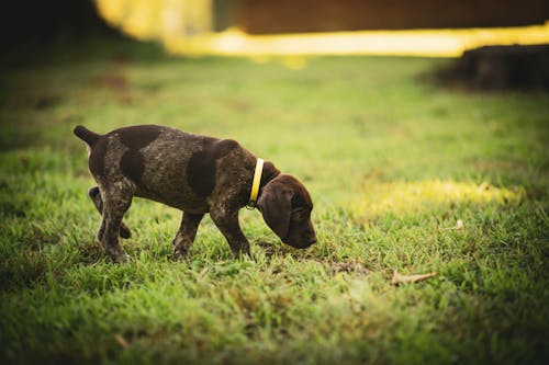 Free A Cute Dog Walking on Green Grass Field Stock Photo
