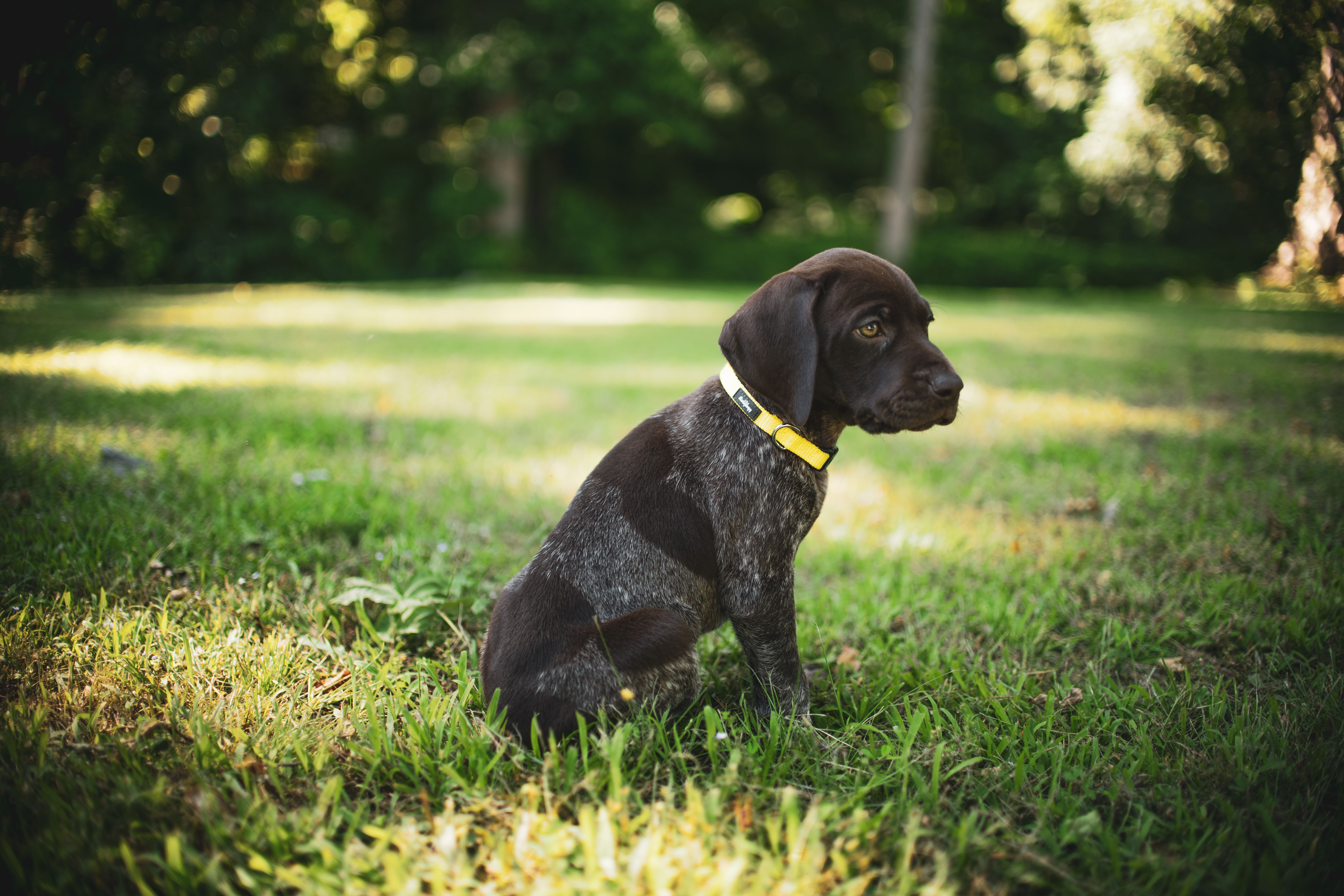 A Cute Dog Sitting on Green Grass Field · Free Stock Photo