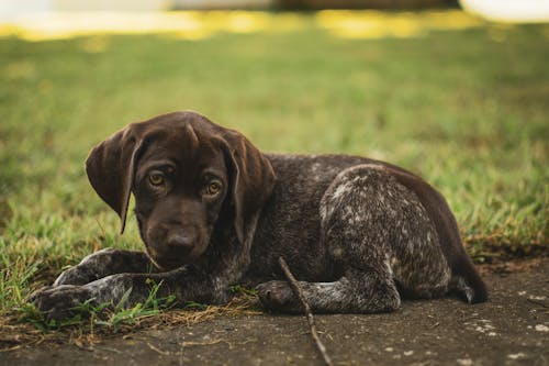 Free Brown Puppy with Sad Eyes Stock Photo
