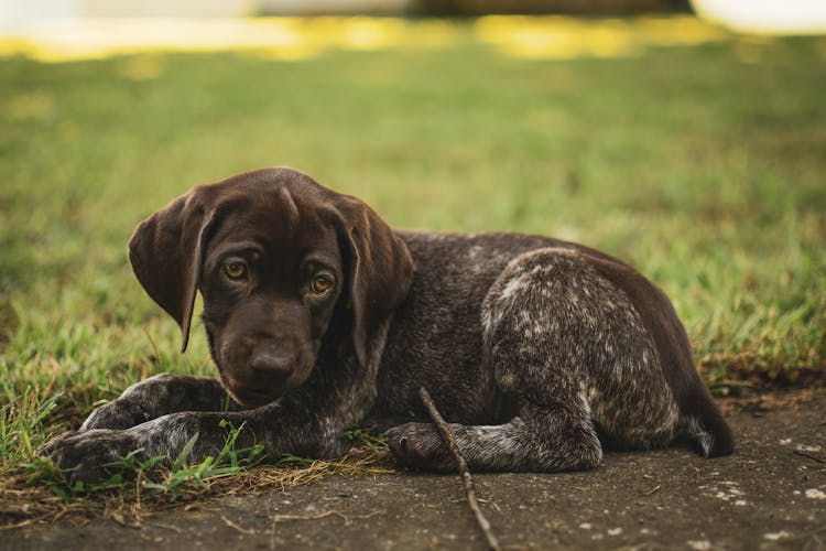 Brown Puppy With Sad Eyes