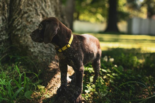 Free A Brown Puppy with Yellow Dog Collar Standing on Grass Stock Photo