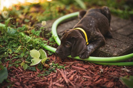 Cute German Shorthaired Pointer puppy with yellow collar exploring a garden setting.