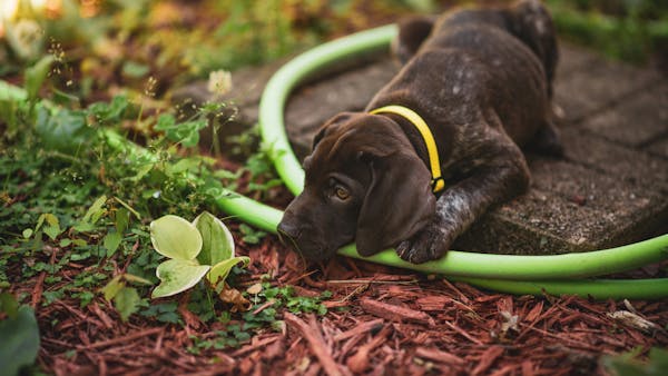 Cute German Shorthaired Pointer puppy with yellow collar exploring a garden setting.