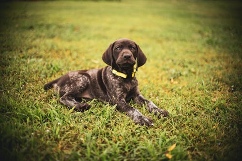 Free Brown Dog with Yellow Collar Lying on Grass Stock Photo