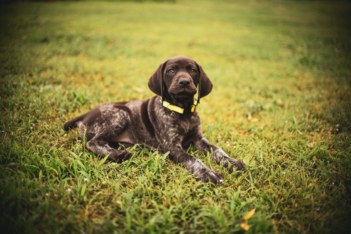Brown Dog with Yellow Collar Lying on Grass