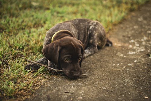 A German Shorthaired Pointer Dog Lying on the Floor Near the Green Grass