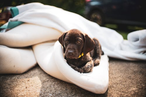 Free Brown Short Coated Puppy on White Textile Stock Photo