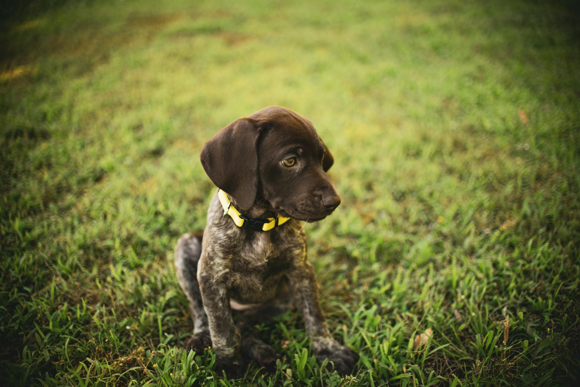 Un chiot brun assis dans l'herbe