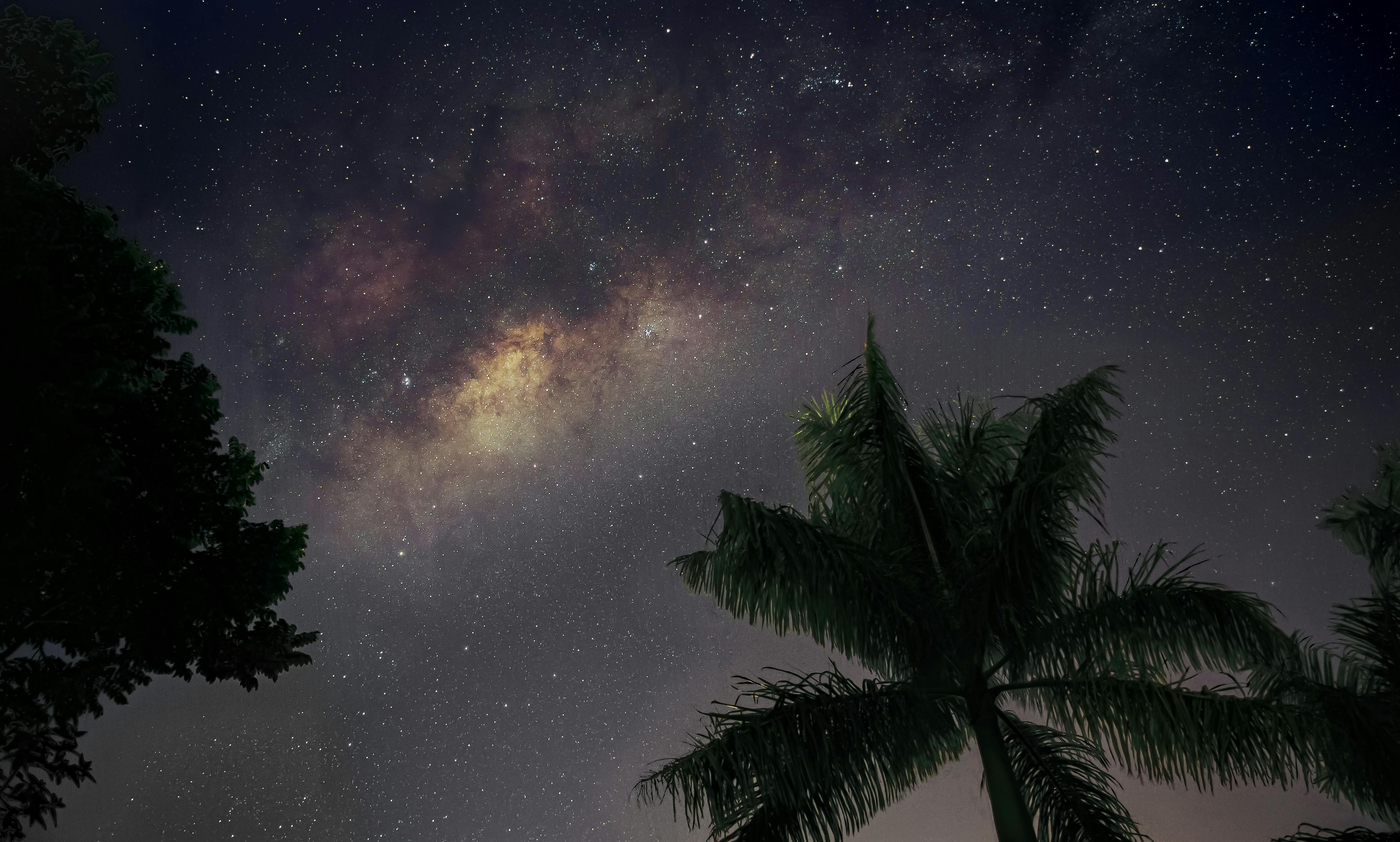 Beautiful starry sky over palm trees during a clear night.