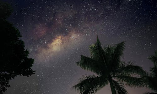 Ilmainen kuvapankkikuva tunnisteilla kookospalmu, kuva alakulmasta, öinen