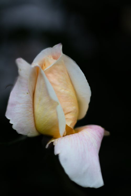 Closeup of delicate rose bud of pale yellow color with deviated petal on dark background