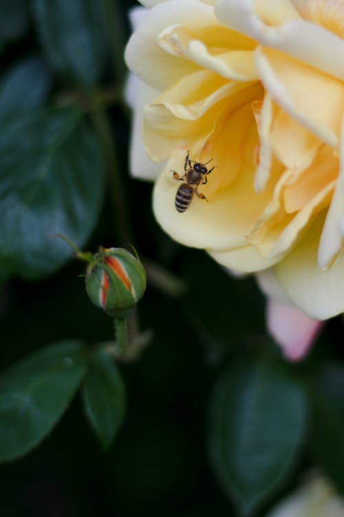 Free Honeybee on Yellow Flower  Stock Photo