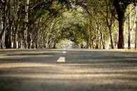 日落时分，绿树成荫的宁静道路宛如一条适合旅行主题的自然隧道