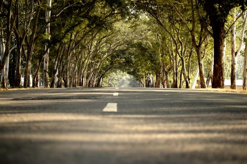 Free A peaceful road lined with trees creates a serene natural tunnel at sunset, ideal for travel themes. Stock Photo