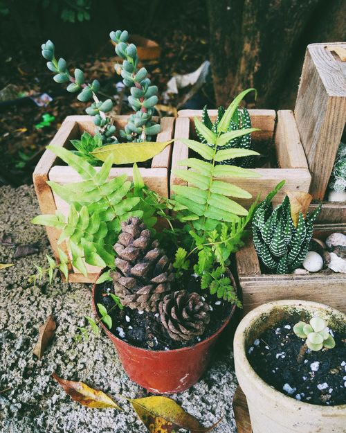 Free Close-up of potted succulents, ferns, and pinecones arranged outdoors, showcasing greenery and natural textures. Stock Photo