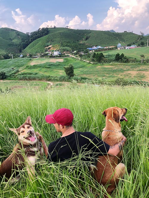 Free Man with Dogs in the Field Stock Photo