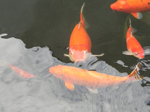 Free stock photo of aquarium fish, fish, orange fish Stock Photo