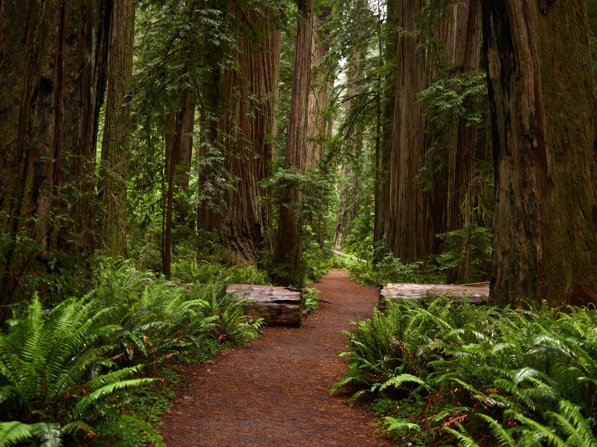 Tranquil forest pathway surrounded by towering redwoods and vibrant green ferns.