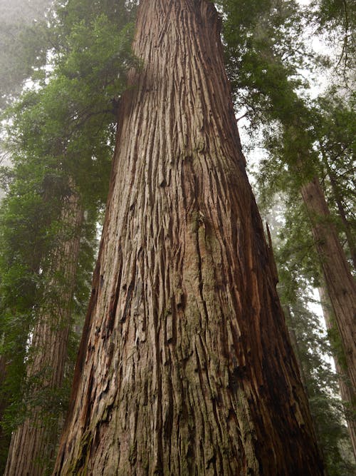 A Low Angle Shot of a Tree Trunk with Green Leaves