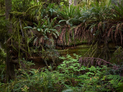 Imagine de stoc gratuită din arbori, centrale, junglă
