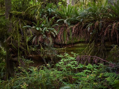 Free Dense tropical forest with lush ferns and moss-covered logs, creates a serene natural environment. Stock Photo