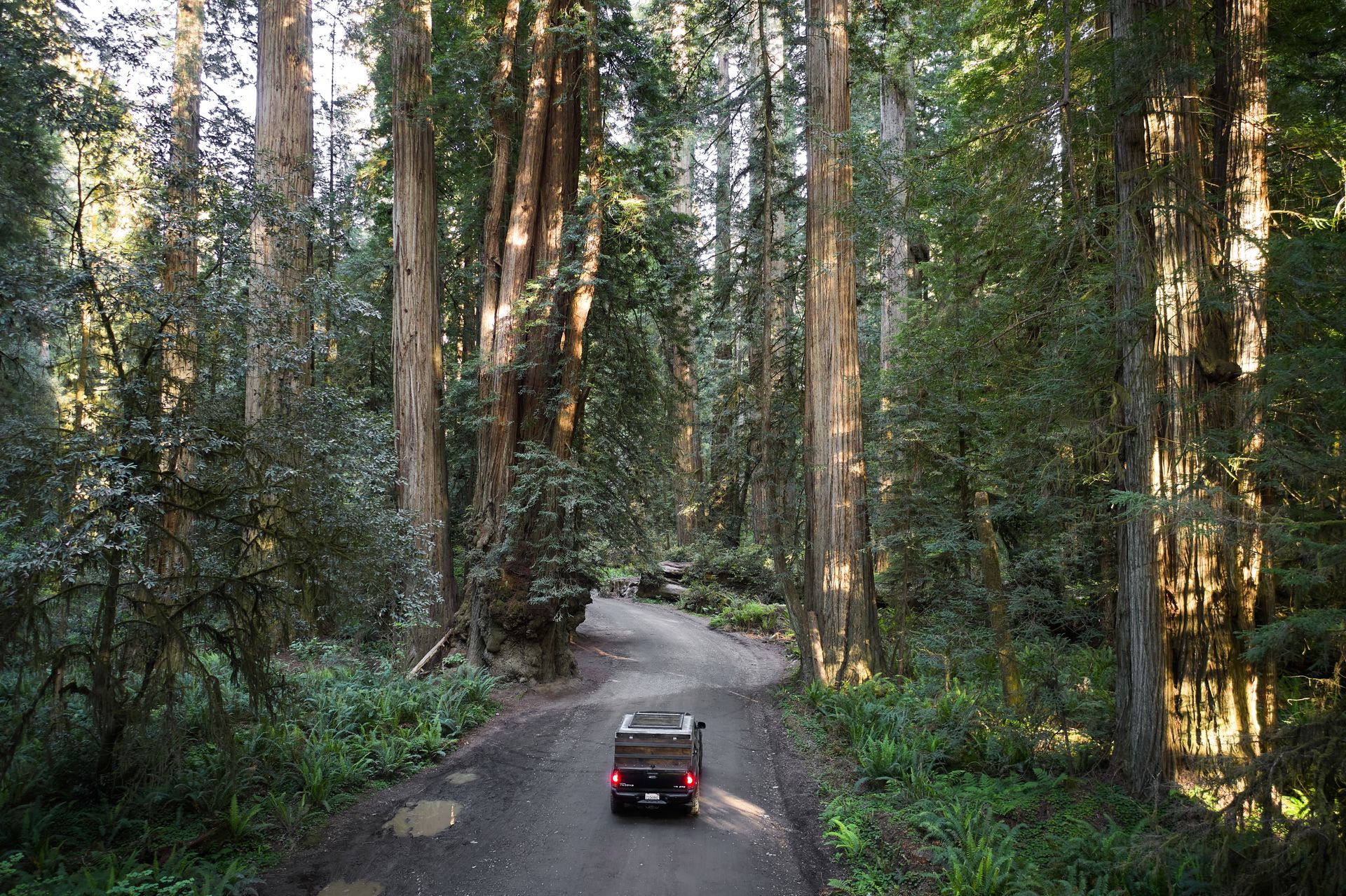 Explore the serenity of a car journey through a lush and tall redwood forest akin to a natural cathedral.