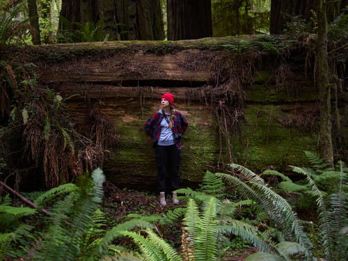 Free A woman in a red beanie explores a moss-covered fallen log amidst lush forest ferns. Stock Photo
