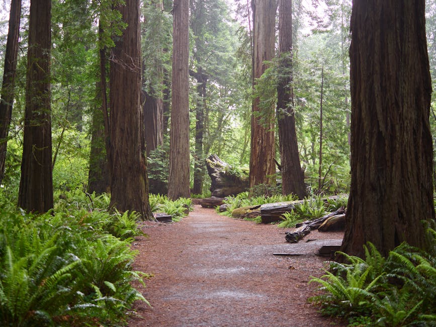 Find Serenity: Northern California'S Premier Mental Health Retreats 2 redwood forest retreat - mental health retreat northern california