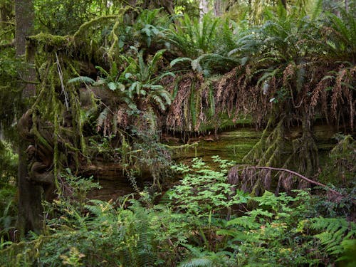 Rainforest with Green Plants and Trees