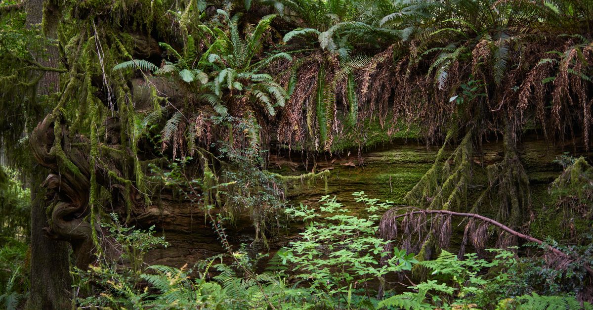 Comment Préparer une Excursion Animalière en Amazonie