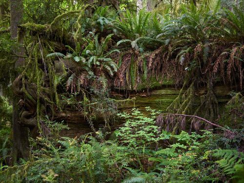 Free Dense, vibrant rainforest with diverse plant life and lush vegetation. Stock Photo