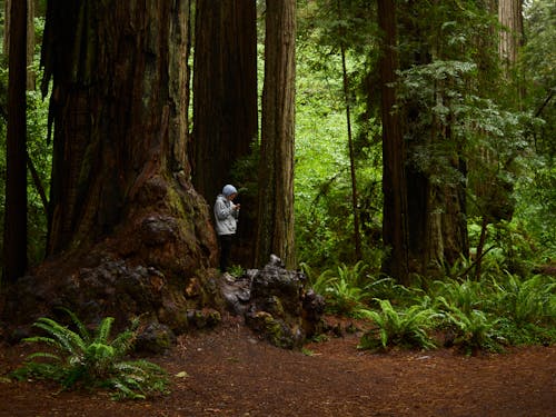 Person Standing on Trail in Old Forest