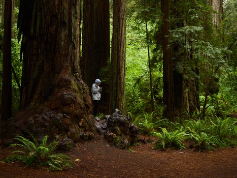 A solitary person explores the lush greenery of a towering redwood forest on a peaceful hike.
