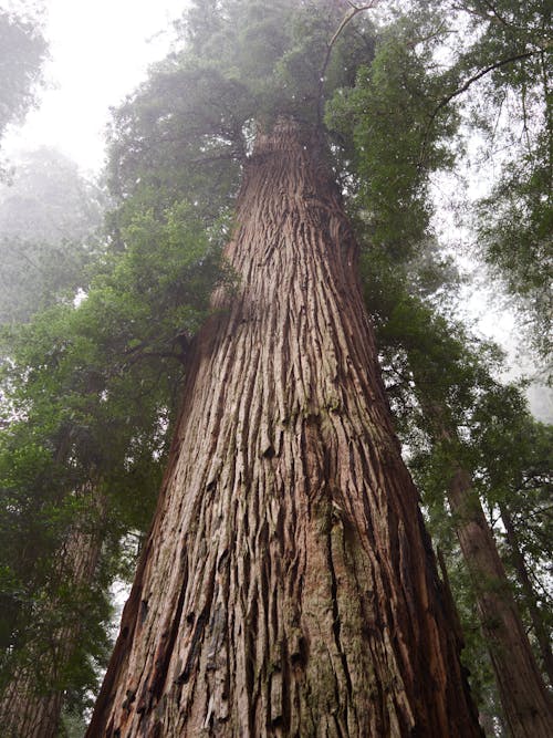 Registro De árbol · Foto de stock gratuita