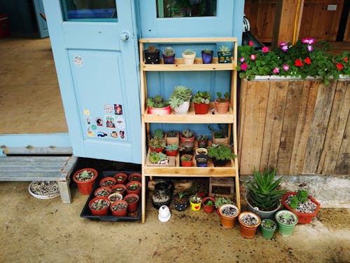 Fotobanka s bezplatnými fotkami na tému črepníková rastlina, domáca záhrada, fasáda