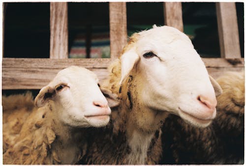 Fotobanka s bezplatnými fotkami na tému hospodárske zviera, ovca, príroda