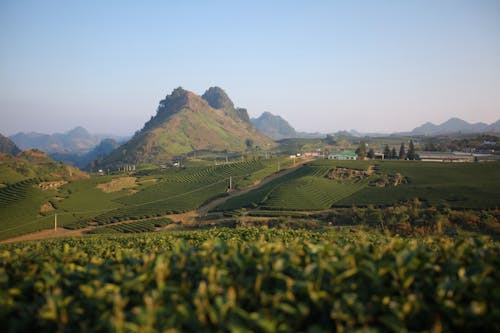 A Green Grass Field Near the Mountain