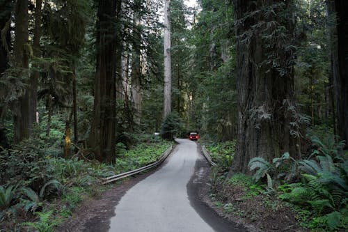 Бесплатное стоковое фото с вечнозеленый, деревья, дорога