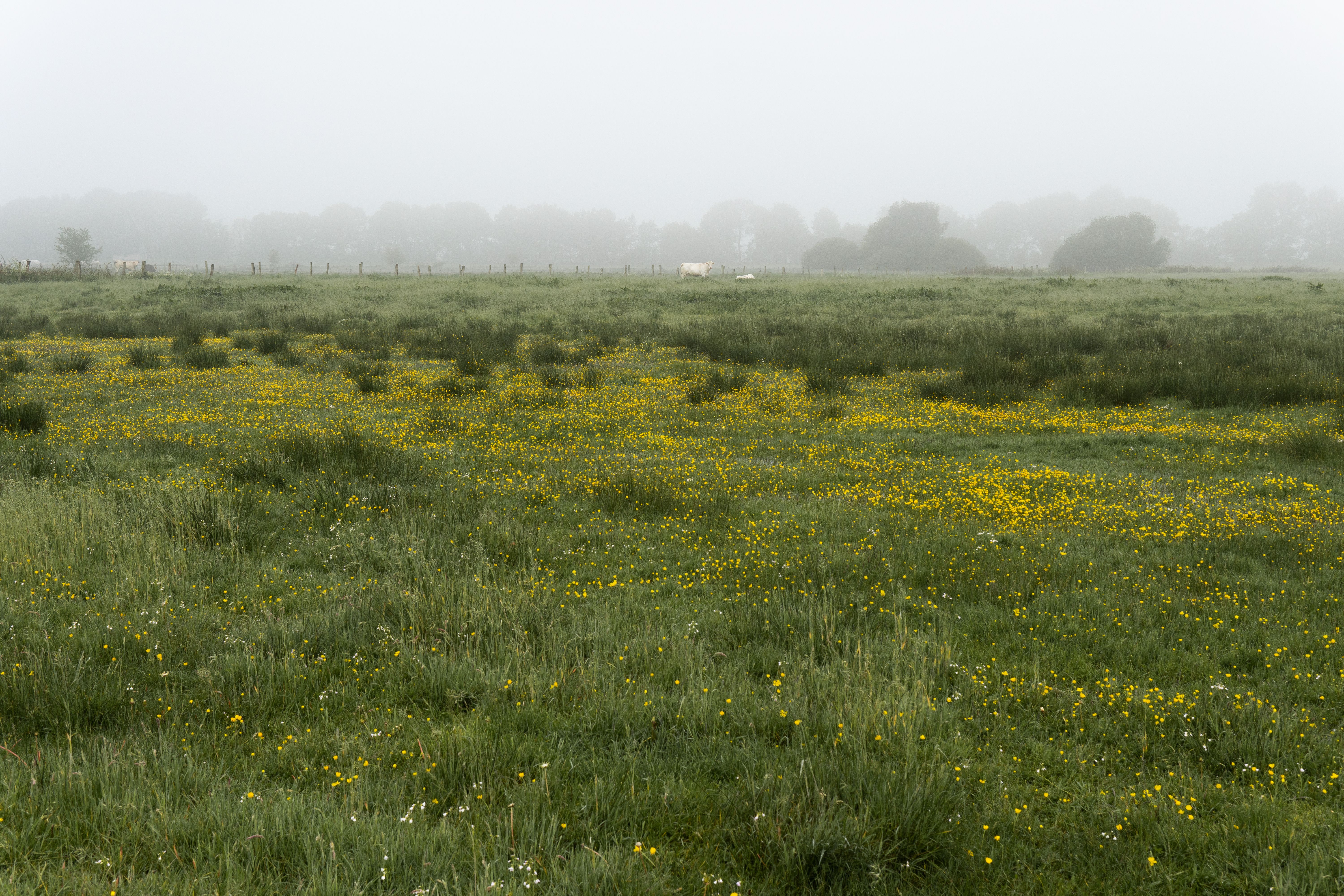 A foggy morning view of a rural field with blooming yellow flowers and lush grass in Gescher, Germany.