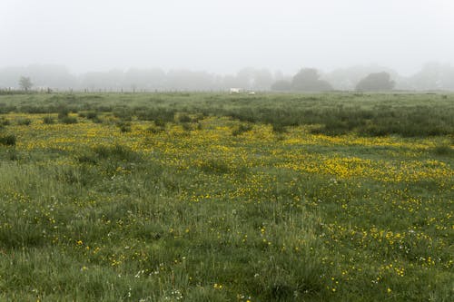 View of Grass Field with Yellow Flowers on a Foggy Day