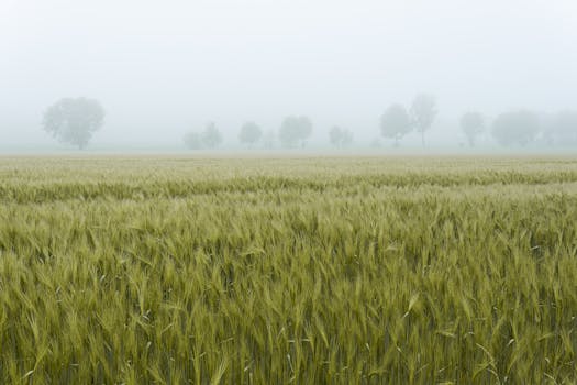 A serene fog-covered field in Gescher, Germany with silhouetted trees in the distance.