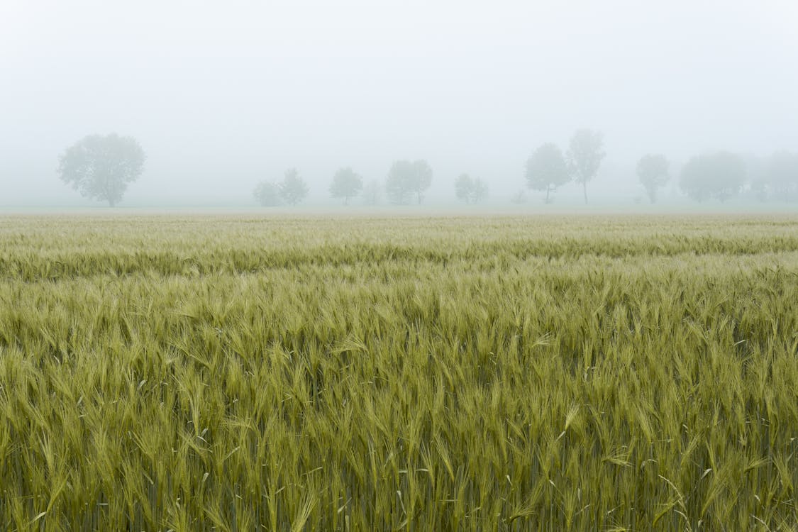 Trees in a Field Covered in Fog